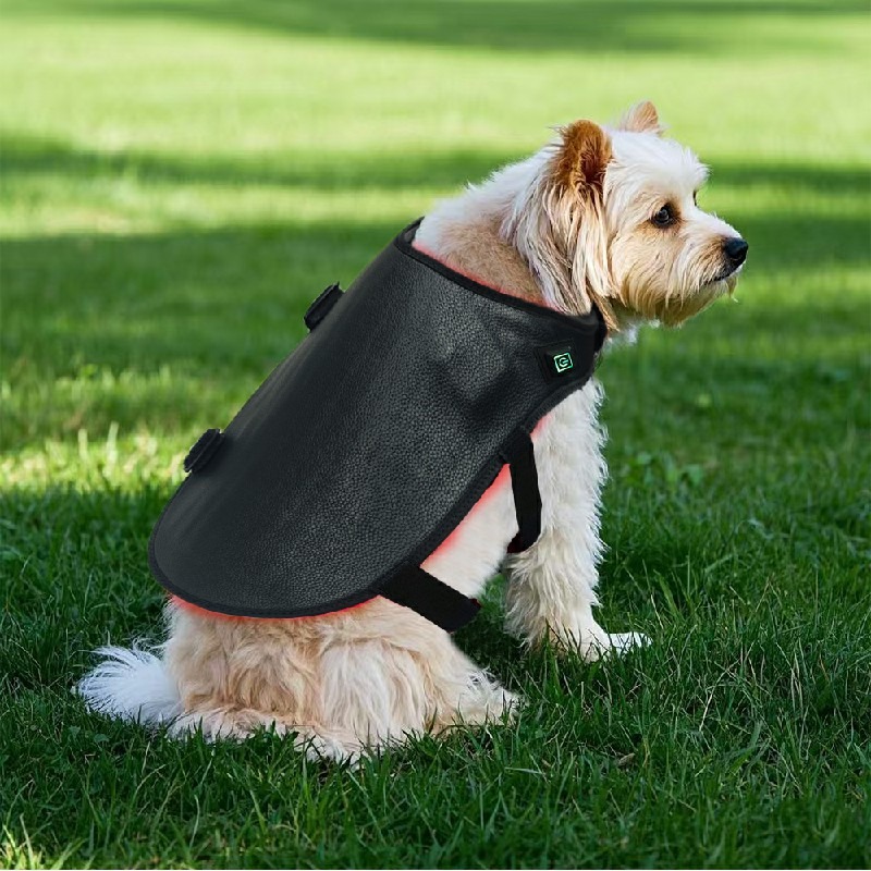Certification Compliance Document Best Red Light Therapy Device Dogs Pet Mobility 430 lifestyle image for HREXBODY red light therapy shopping, desktop crop.