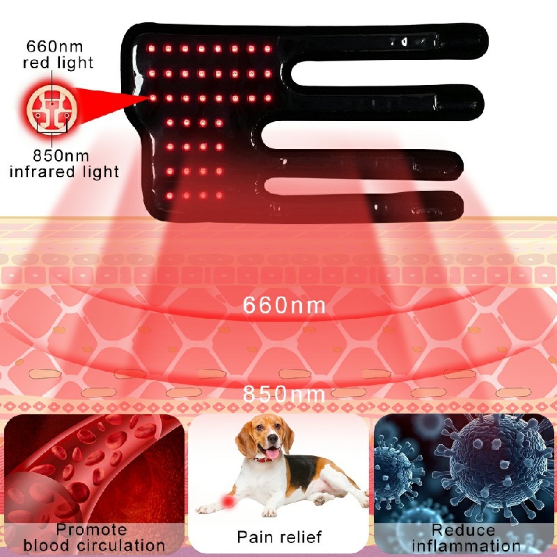 Certification Compliance Document Red Light Therapy Device Pet Leg 415 lifestyle image for HREXBODY red light therapy shopping, desktop crop.