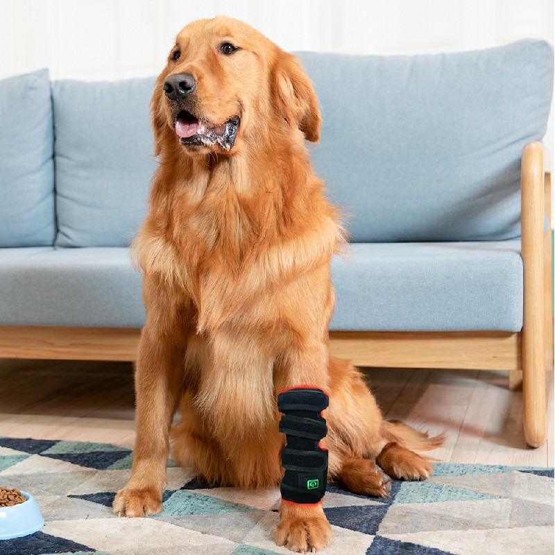 Certification Compliance Document Red Light Therapy Device Pet Leg 418 lifestyle image for HREXBODY red light therapy shopping, desktop crop.