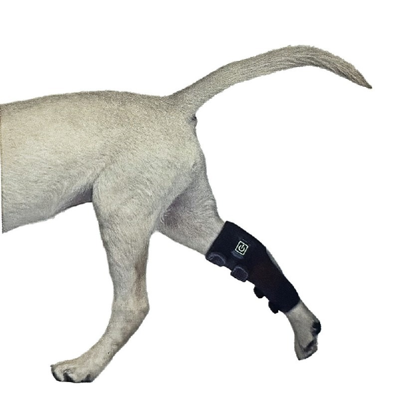 Certification Compliance Document Red Light Therapy Device Pet Leg 419 lifestyle image for HREXBODY red light therapy shopping, desktop crop.
