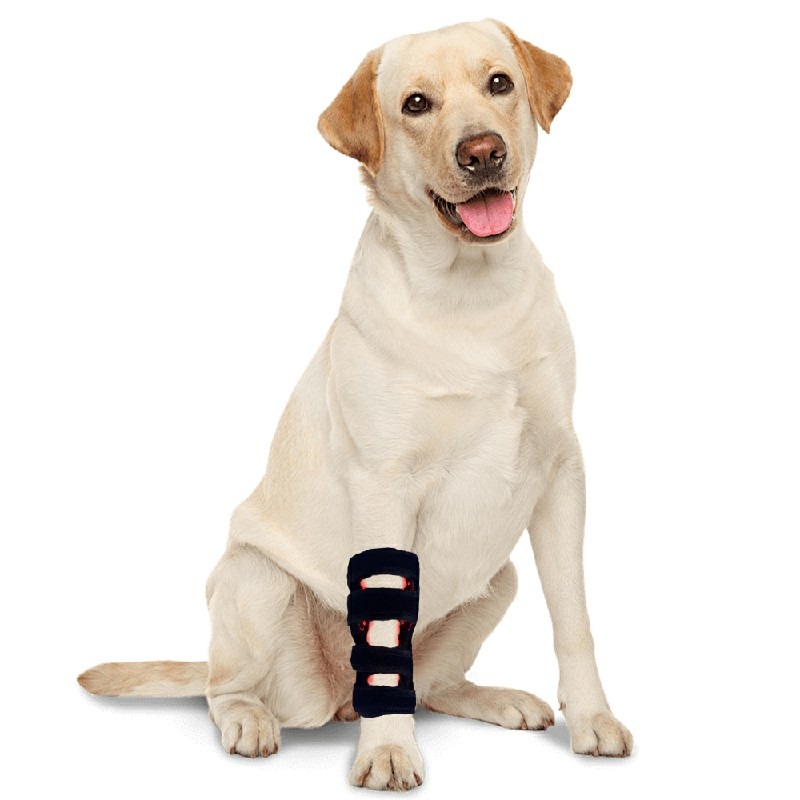 Certification Compliance Document Red Light Therapy Device Pet Leg 421 lifestyle image for HREXBODY red light therapy shopping, desktop crop.